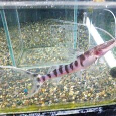 ゼブラキャット②　　２０２６年１月２３日入荷