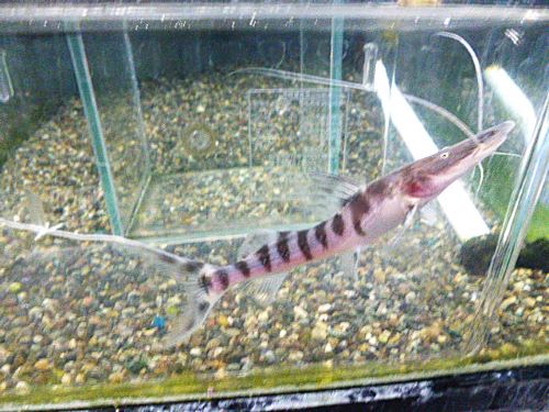 ゼブラキャット②　　２０２６年１月２３日入荷