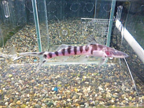 ゼブラキャット