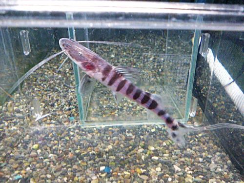 ゼブラキャット