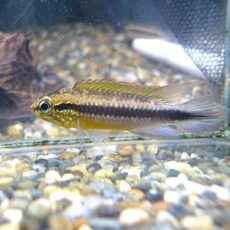 アピスト　アガシジ　ナナイ　ペア　２０２６年１月２５日入荷