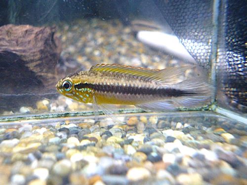 アピスト　アガシジ　ナナイ　ペア　２０２６年１月２５日入荷