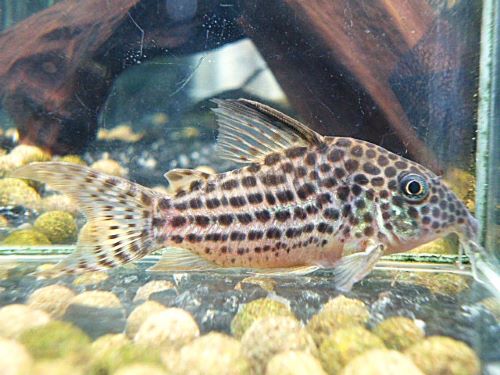 コリドラス　セミロングノーズアラグアイエンシス①　２０２６年１月２３日入荷