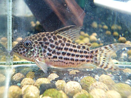 コリドラス　セミロングノーズアラグアイエンシス