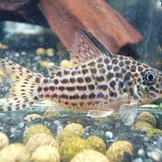 コリドラス　セミロングノーズアラグアイエンシス②　２０２６年１月２３日入荷