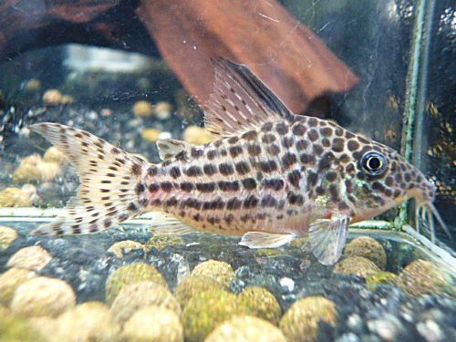 コリドラス　セミロングノーズアラグアイエンシス②　２０２６年１月２３日入荷