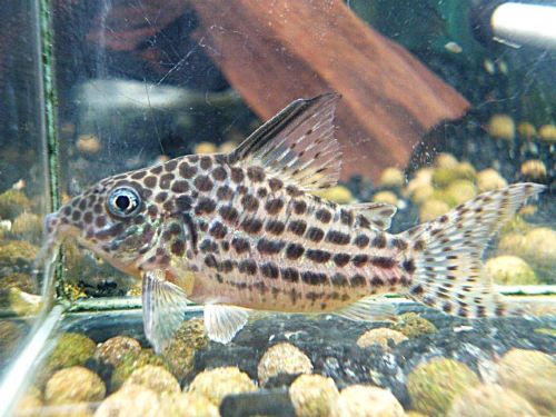 コリドラス　セミロングノーズアラグアイエンシス