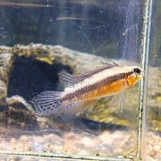 アピスト　エリザベサエ　スーパーレッド　ペア③　２０２６年１月２７日入荷