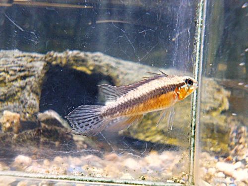 アピスト　エリザベサエ　スーパーレッド　ペア③　２０２６年１月２７日入荷