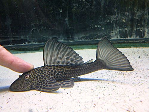 ヒポストムス　イスブリュッケリ