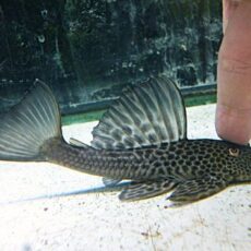 ヒポストムス　イスブリュッケリ　２０２６年１月２７日入荷