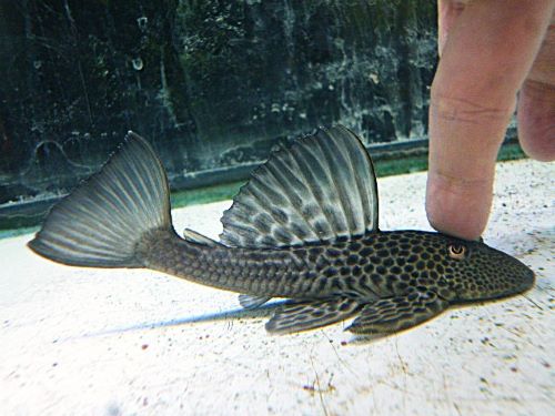 ヒポストムス　イスブリュッケリ　２０２６年１月２７日入荷