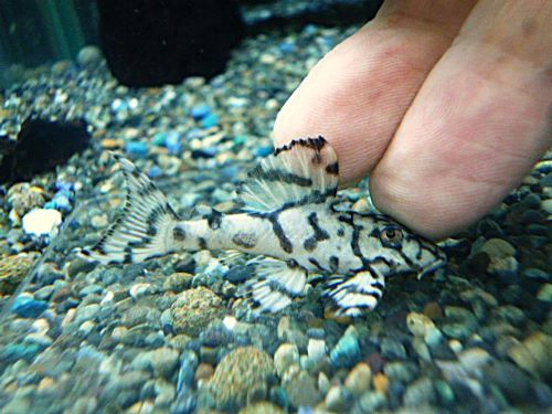 メガクラウンプレコ