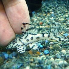 メガクラウンプレコ①　２０２６年１月２３日入荷