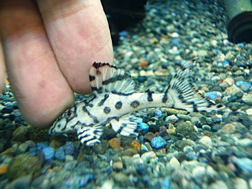 メガクラウンプレコ①　２０２６年１月２３日入荷