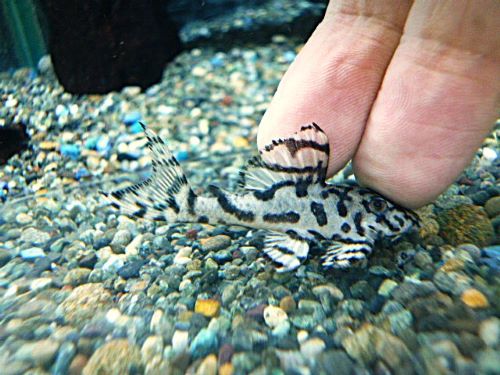 メガクラウンプレコ