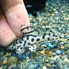 メガクラウンプレコ②　２０２６年１月２３日入荷