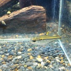 ウルレイテトラ　２匹セット　２０２６年１月２７日入荷