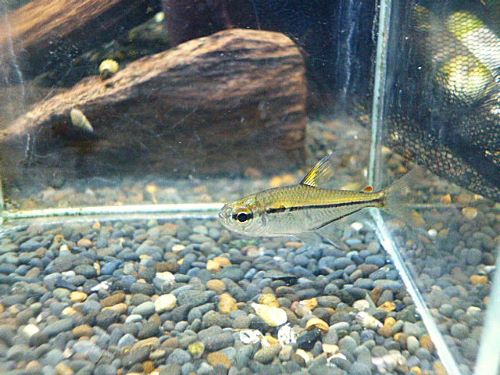 ウルレイテトラ　２匹セット　２０２６年１月２７日入荷