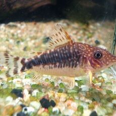 コリドラス　ロングノーズゴッセイ　２０２６年１月２１日入荷