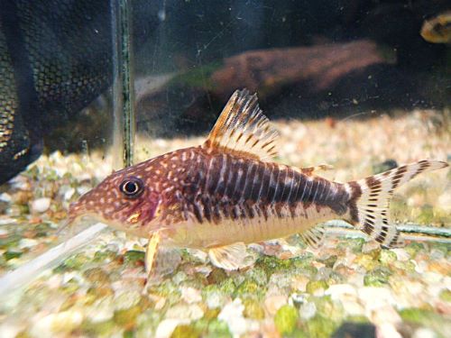 コリドラス　ロングノーズゴッセイ