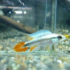 アピスト　アガシジ　ブルーフレーム　ペア　２０２６年１月２７日入荷