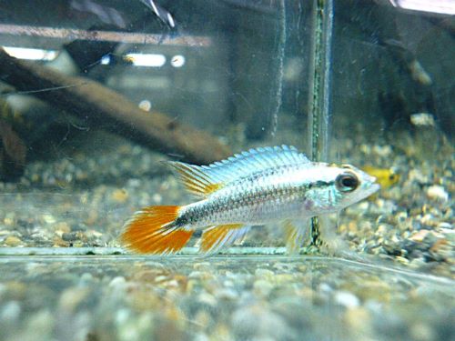 アピスト　アガシジ　ブルーフレーム　ペア　２０２６年１月２７日入荷