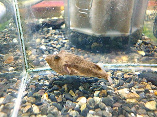 テトラオドン　ミウルス