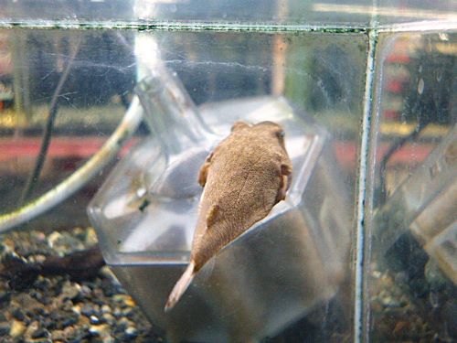 テトラオドン　ミウルス