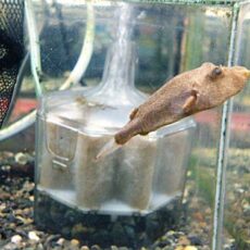 テトラオドン　ミウルス　２０２６年１月２２日入荷