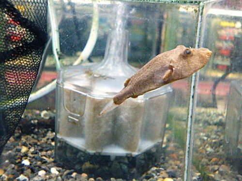 テトラオドン　ミウルス　２０２６年１月２２日入荷