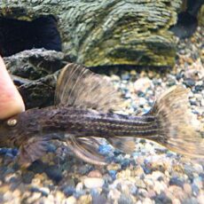 スカーレットトリムプレコ　２０２６年１月２１日入荷