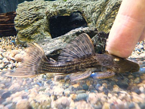 スカーレットトリムプレコ