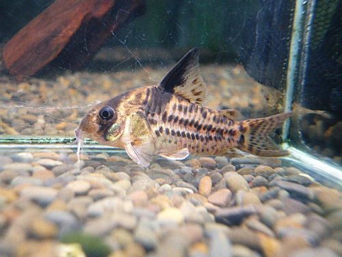 コリドラス　ダップルドエヴェリナエ