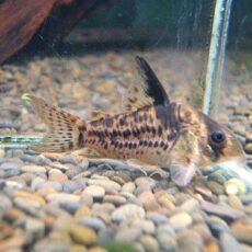 コリドラス　ダップルドエヴェリナエ　２０２５年１２月１１日入荷