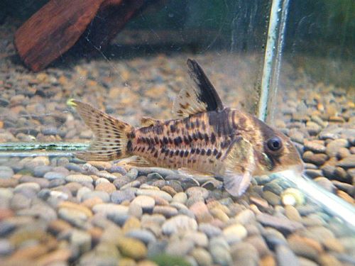 コリドラス　ダップルドエヴェリナエ　２０２５年１２月１１日入荷