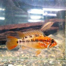 アピスト　ヴィエジタ　スーパーレッド　ペア　２０２６年１月２９日入荷