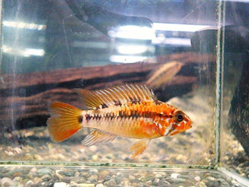 アピスト　ヴィエジタ　スーパーレッド　ペア　２０２６年１月２９日入荷