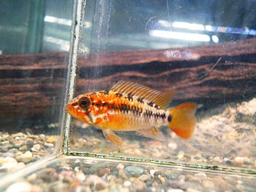 アピスト ヴィエジタ スーパーレッド ペア 2026年1月29日入荷 ヴィエジタ