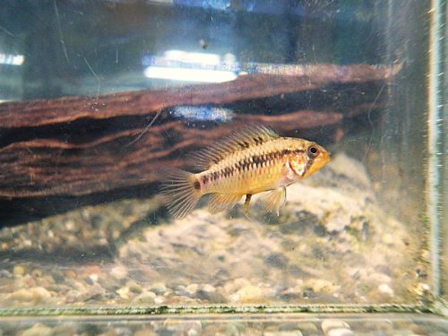 アピスト ヴィエジタ スーパーレッド ペア 2026年1月29日入荷 ヴィエジタ