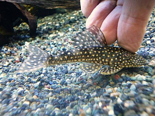 ホワイトナイトアンジェリカスプレコ