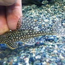 ホワイトナイトアンジェリカスプレコ②　２０２６年１月１１日入荷