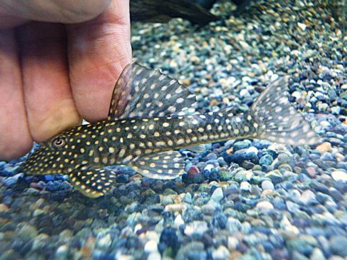 ホワイトナイトアンジェリカスプレコ②　２０２６年１月１１日入荷