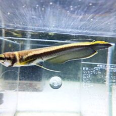 ブラックアロワナ　⑤　２０２６年１月２３日入荷