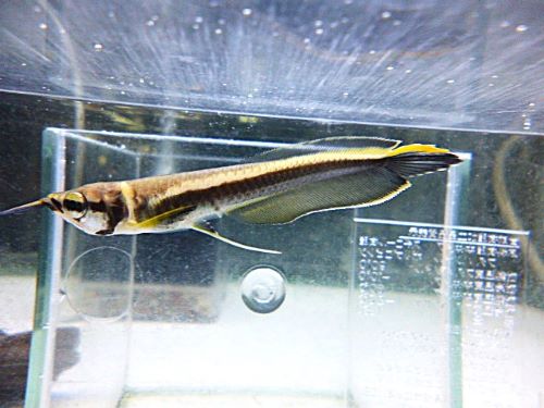 ブラックアロワナ　⑤　２０２６年１月２３日入荷