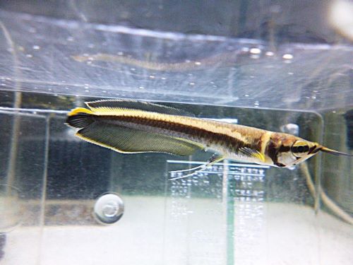 ブラックアロワナ