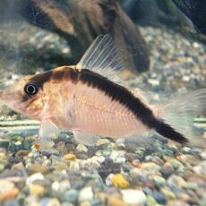 コリドラス　ロングノーズアークアタス　２０２６年１月６日入荷