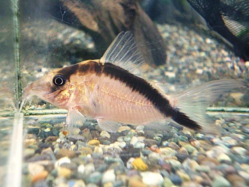 コリドラス　ロングノーズアークアタス　２０２６年１月６日入荷