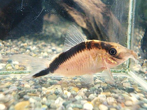 コリドラス　ロングノーズアークアタス