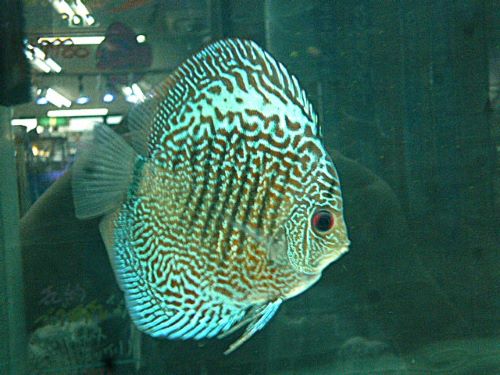 ブルースコーピオン・ディスカス